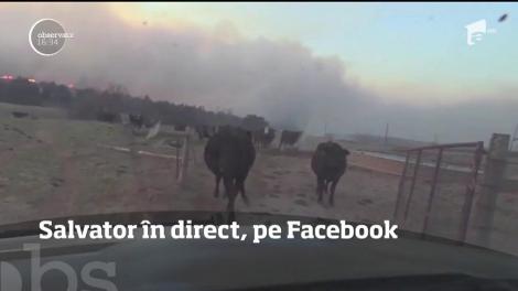 Gest incredbil al unui jurnalist din Oklahoma! A salvat o cireadă de vaci dintr-un incendiu de vegetaţie