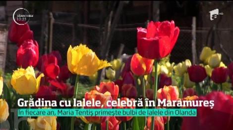 O bunică dintr-un sat din Maramureş a reuşit să aducă Olanda &icirc;n grădina ei