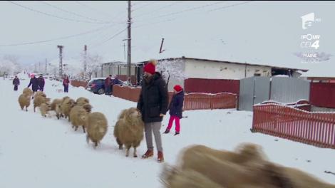 Râzi cu lacrimi! Cezar Ouatu, concert cu o turmă de oi