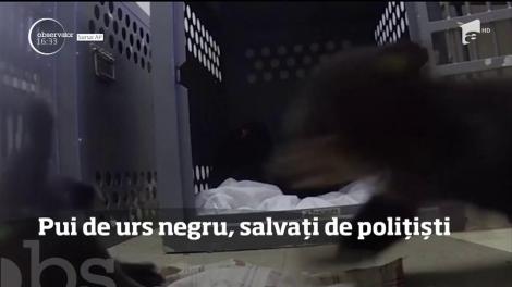 Pui de urs negru, salvați de polițiști