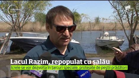 Lacul Razim, repopulat cu șalău