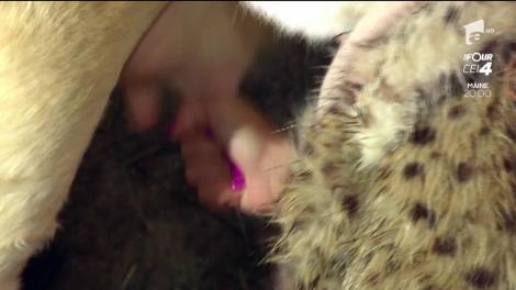 Sunt staruri pe scenă, dar la sat, lucrurile au stat complet diferit!  Margherita de la Clejani și Cezar Ouatu au ajuns la coada vacii