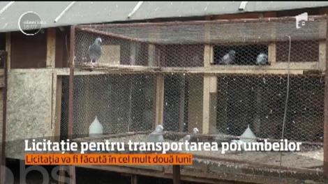Cerinţă neobişnuită într-o comună din Prahova. Primarul caută servicii de transport pentru porumbei