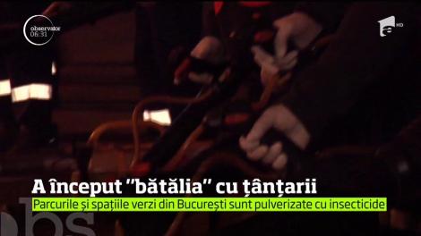 A început "bătălia" cu țânțarii. Parcurile și spațiile verzi din București sunt pulverizate cu insecticide
