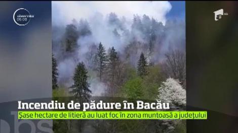 Desfăşurare de forţe în Bacău după ce au luat foc aproximativ 6 hectare de pădure