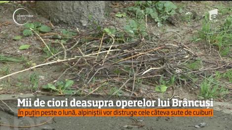 Mii de ciori deasupra operelor lui Brâncuși din Tg. Jiu