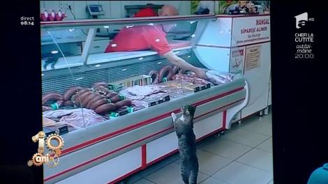Smiley News. O pisică la cumpărături, la raionul de carne!