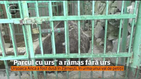 După 29 de ani de captivitate, unicul urs de la grădina zoologică din Piatra Neamţ a fost transferat în rezervaţia de la Zărneşti
