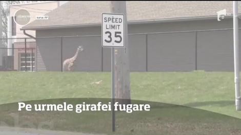 O girafă le-a dat bătăit de cap autorităţilor din statul american Indiana
