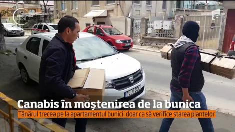 Cultură de cannabis în centrul oraşului Tulcea!