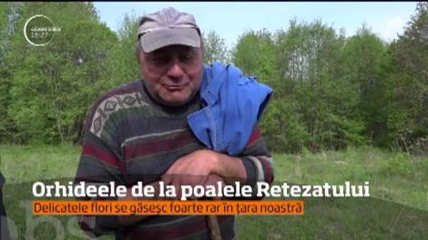 Orhideea, o plantă exotică care s-a adaptat ușor condițiilor meteo din România