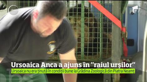 După 24 de ani de captivitate, ursoaica Anca a ajuns în rezervaţia naturală de la Zărneşti