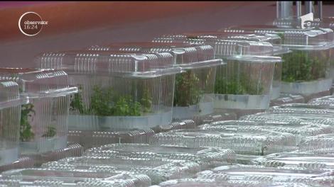 Cercetătorii de la Universitatea din Cluj-Napoca studiază însămânțarea în vitro