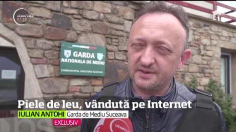 Caz inedit la Suceava. Un tânăr a scos la vânzare, pe Internet, o piele de leu