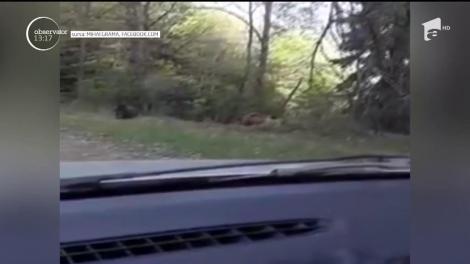 Urşi la plimbare pe Transfăgărşan