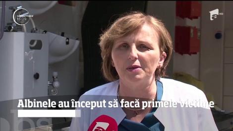 Albinele au început să facă primele victime
