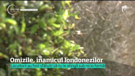 Alertă în Marea Britanie! Omizile toxice pot provoca iritații ale pielii, febră și crize de astm