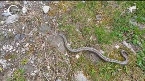 Un adolescent, mușcat de viperă pe Transfăgărășan! Tânărul a fost preluat de un elicopter SMURD
