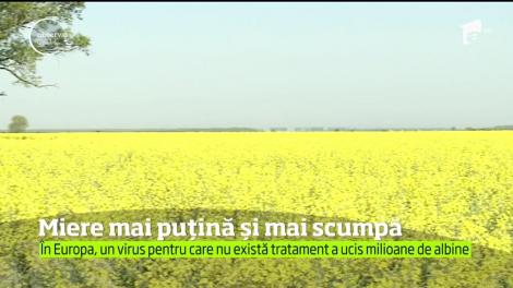 2018, anul cu miere mai puţină şi mai scumpă