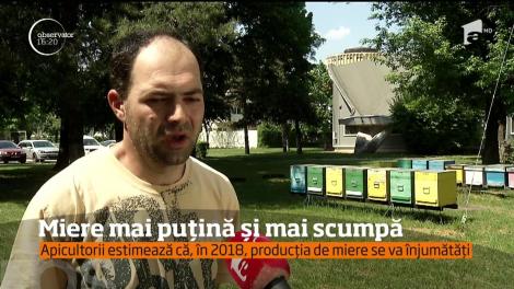 Miere mai puțină și mai scumpă. Apicultorii estimează că, în 2018, producția de miere se va înjumătăți