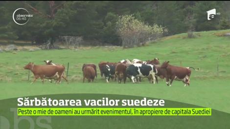 O cireadă de vaci a făcut spectacol pentru mai bine de 1.000 de privitori pe o pajişte de lângă Stockholm