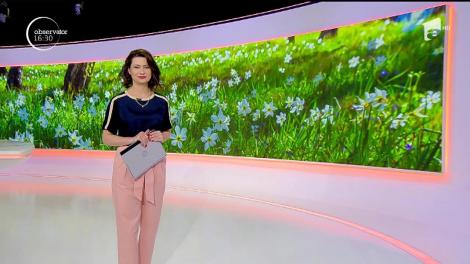 Ședință foto în lanul cu narcise. Narcisele sunt plante ocrotite la poalele munților Harghita