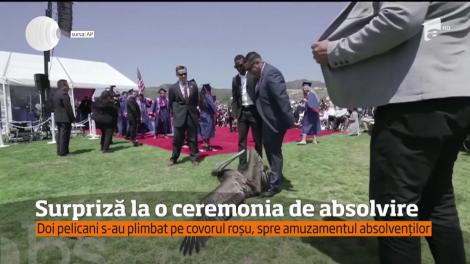 Surpriză la o ceremonie de absolvire, din California! Doi pelicani s-au plimbat pe covorul roșu, spre amuzamentul studenților