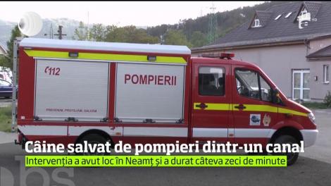 Câine salvat de pompieri dintr-un canal