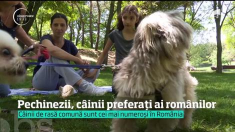 Pechinezii, câinii preferați ai românilor