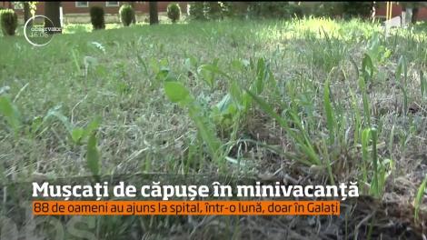 Mulţi români au fost muşcaţi de căpuşe în minivacanţa de 1 mai! Cum se înlătură corect!