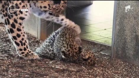 Doi pui din specia leoparzilor de Amur sunt cei mai tineri locatari ai grădinii zoologice din Viena