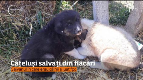 Cățeluși salvați din flăcări în judeţul Constanţa