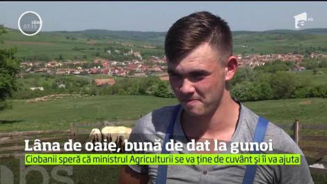 Lâna de oaie, bună de dat la gunoi