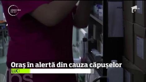 Este stare de alertă la Ploieşti, din cauza căpuşelor