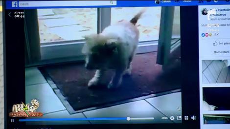 Smiley News. Cătelușul civilizat. Se șterge pe lăbuțe ori de câte ori intră în casă!