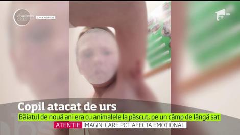 Autorităţile din Harghita sunt în alertă maximă. Un copil de doar nouă ani a ajuns la spital, după ce a fost muşcat de un urs