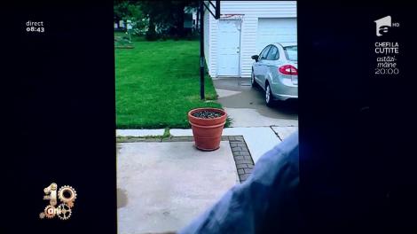 Câinele acesta e bun de dus la circ! Ce face animalul când apare stăpânul