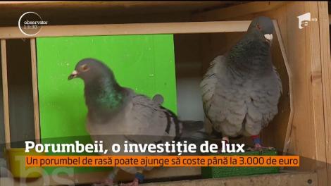 Porumbeii cu pedigree, cu cheltuială se întreţin!