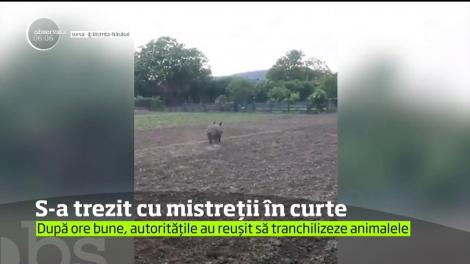 Clipe de panică pentru un bistriţean, după ce s-a trezit în grădina casei cu doi porci mistreţi