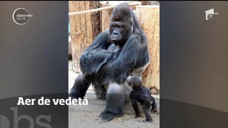Gorila care se comportă ca un fotomodel