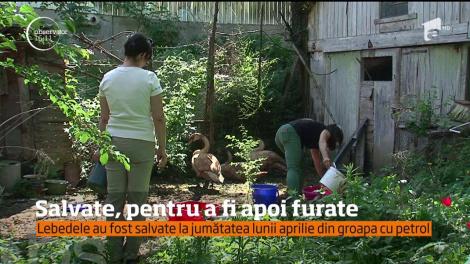 Lebede salvate când mai aveau puţin şi se înecau într-o groapă cu petrol au fost furate