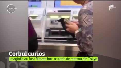 Curios şi, poate, puţin obosit, corbul din imaginile următoare pare hotărât să testeze mijloacele moderne de transport