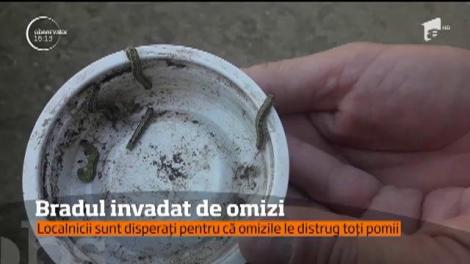 Mai multe localități din România SUNT INVADATE! Autoritățile caută soluții împotriva... omizilor!