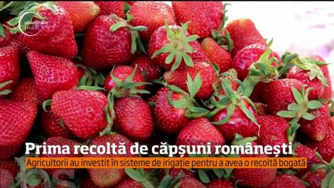 Căpşunile de Satu Mare, mari şi parfumate, au apărut în pieţe. Cât costă kilogramul