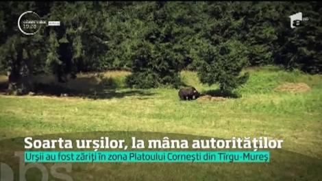Soarta urșilor, la mâna autorităților