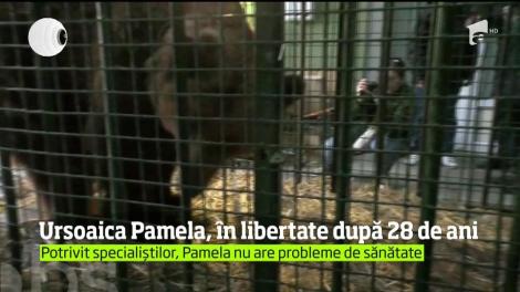 Încă o ursoaică a ajuns în sanctuarul de la Zărneşti