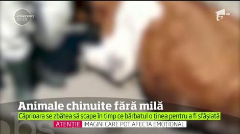 Animale chinuite fără milâ