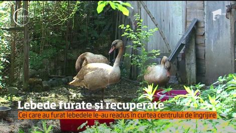 Cele trei lebede care au fost furate dintr-un adăpost din Târgu Mureş au reapărut ca prin minune