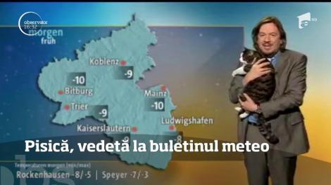 O pisică, vedetă la buletinul meteo