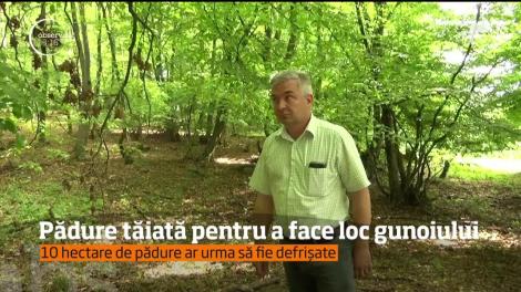 Revoltă într-o comună din Bistriţa-Năsăud. Pădurea a fost tăiată pentru a face loc gunoiului